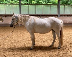 horse Hera Du Clauzals (Camargue horse, 2017)