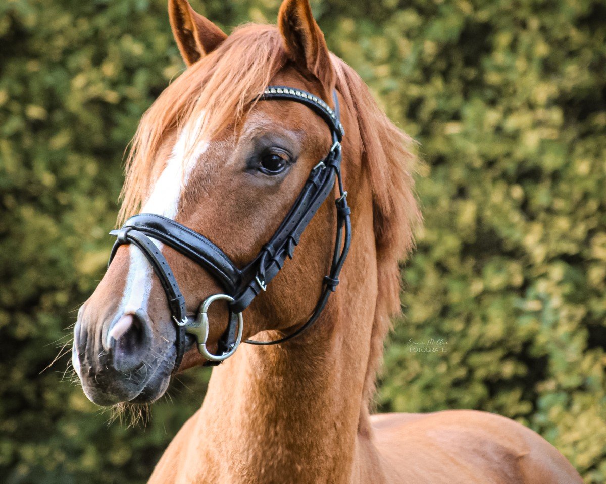 dressage horse Dallmay (German Riding Pony, 2021, from Dallmayr K)