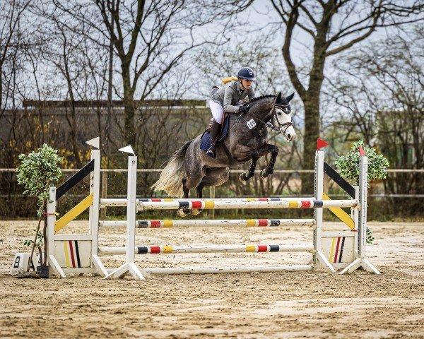 jumper Deichhof's Hugo (Hanoverian, 2018, from Hickstead White)