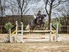 Springpferd Deichhof's Hugo (Hannoveraner, 2018, von Hickstead White)