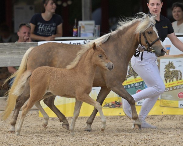 Fohlen von Hazelnut vom Finkenflug (Deutsches Classic Pony, 2024, von Winner's Guy Laroche)