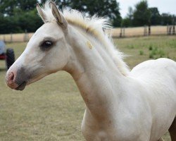 horse Cosmic Cream EM (Deutsches Reitpony, 2022, from Cadlanvalley Sir Ivanhoe)