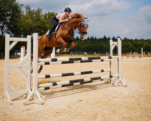 dressage horse Darling 294 (Westphalian, 2010, from De Kooning)