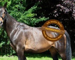 Pferd Belle Etoile Go (Trakehner, 2011, von Halimey Go)