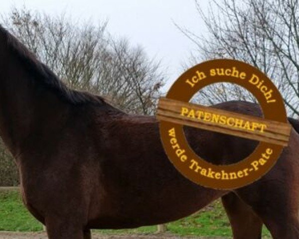 Dressurpferd Belle Flair Go (Trakehner, 2012, von Flakon Go)