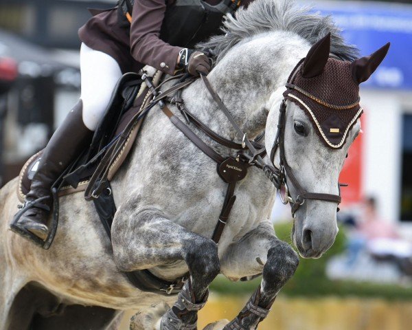 jumper Chacoon's lovely Calea (German Sport Horse, 2018, from Chacoon Blue)