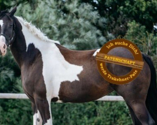 Pferd Cecilia (Trakehner, 2015, von Sheik Mandu 1996 ox)