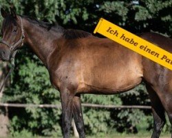 dressage horse Clair d'amour (Trakehner, 2015, from Gabun)