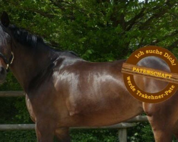 Dressurpferd Donauperle (Trakehner, 2011, von Kentucky)