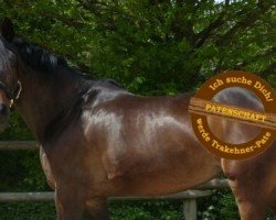 dressage horse Donauperle (Trakehner, 2011, from Kentucky)