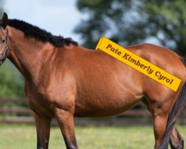 broodmare Ebonita (Trakehner, 2016, from Finckenstein TSF)