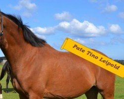 dressage horse Einstein (Trakehner, 2003, from Kaiser Wilhelm)