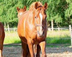 dressage horse Darinka 48 (Hanoverian, 2016, from Donatus)