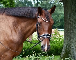 dressage horse Juniero (Westfale, 2019, from Jovian)