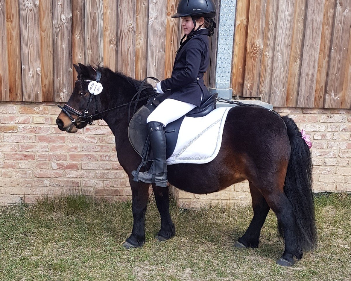 dressage horse Ruby von Amorkamp (Shetland Pony, 2010, from Mr. Ed)