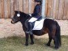 dressage horse Ruby von Amorkamp (Shetland Pony, 2010, from Mr. Ed)