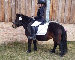 Dressurpferd Ruby von Amorkamp (Shetland Pony, 2010, von Mr. Ed)