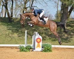 dressage horse Sambuca (Deutsches Sportpferd, 2011, from Stechlin 5)