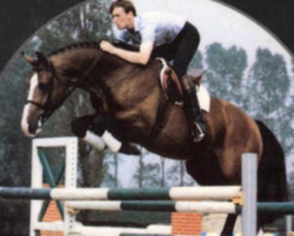 stallion Wisconsin (Dutch Warmblood, 1980, from Nimmerdor)