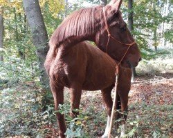 broodmare Chanel (Westphalian, 1994, from Carte d'Or)