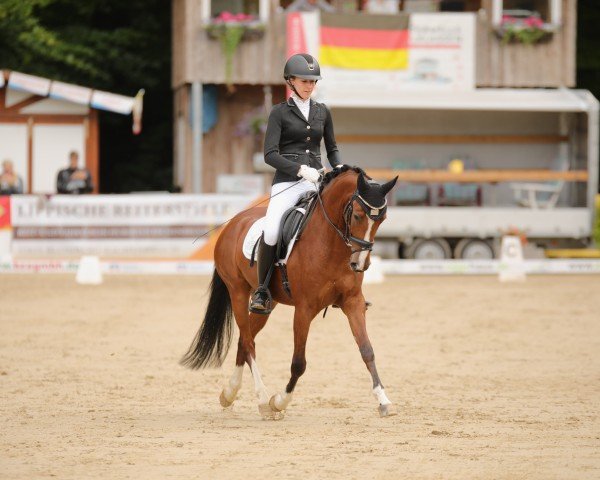 dressage horse Carpendale 4 (German Riding Pony, 2020, from Cosmopolitan NRW)