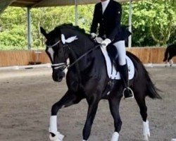 dressage horse Falcone-R (Hanoverian, 2018, from Finnigan)