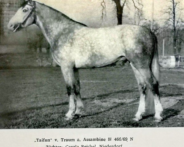 Deckhengst Taifun (Edles Warmblut, 1975, von Traum Mo 1315)