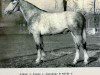 stallion Taifun 1364 (Noble Warmblood, 1975, from Traum Mo 1315)