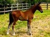 foal by Comme Tinka CSL Z (Zangersheide riding horse, 2024, from Comme il Faut)