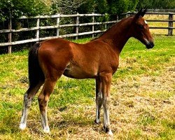 foal by Comme Tinka CSL Z (Zangersheide riding horse, 2024, from Comme il Faut)