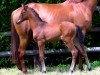 foal by Oceane Wow (Selle Français, 2024, from Verdi)