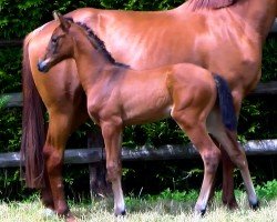 foal by Oceane Wow (Selle Français, 2024, from Verdi)