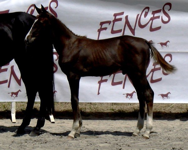 Fohlen von Offspring du Ponant (Selle Français, 2024, von Darry Lou)