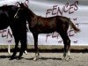 foal by Offspring du Ponant (Selle Français, 2024, from Darry Lou)