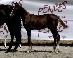 foal by Offspring du Ponant (Selle Français, 2024, from Darry Lou)