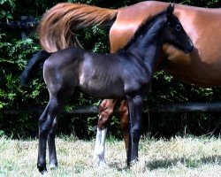 foal by Ohratep del Colle (Selle Français, 2024, from Rahotep de Toscane)