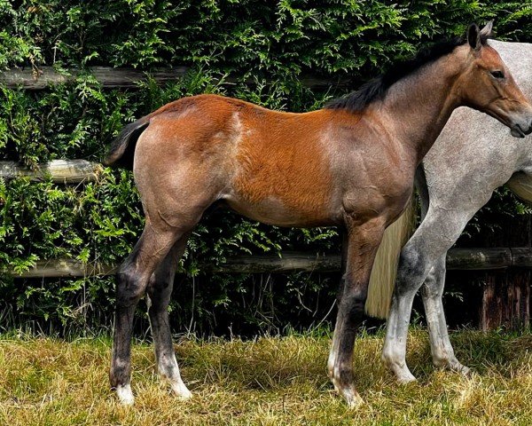 Springpferd Ombre des Grises LDG (Selle Français, 2024, von Mylord Carthago)