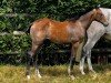 foal Ombre des Grises LDG (Selle Français, 2024, from Mylord Carthago)