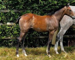 foal Ombre des Grises LDG (Selle Français, 2024, from Mylord Carthago)