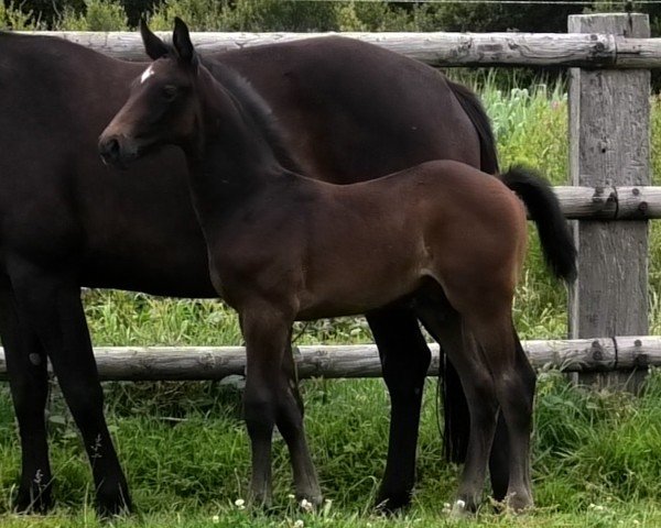 foal by Onolulu Good Life (Selle Français, 2024, from Emerald van 't Ruytershof)