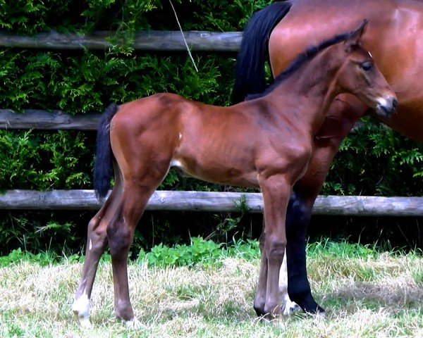 foal by Opaline del Colle (Selle Français, 2024, from Eldorado vd Zeshoek Tn)