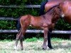 foal by Opaline del Colle (Selle Français, 2024, from Eldorado vd Zeshoek Tn)