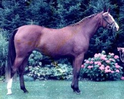 broodmare Preciosa (Oldenburg, 1980, from Inschallah AA)