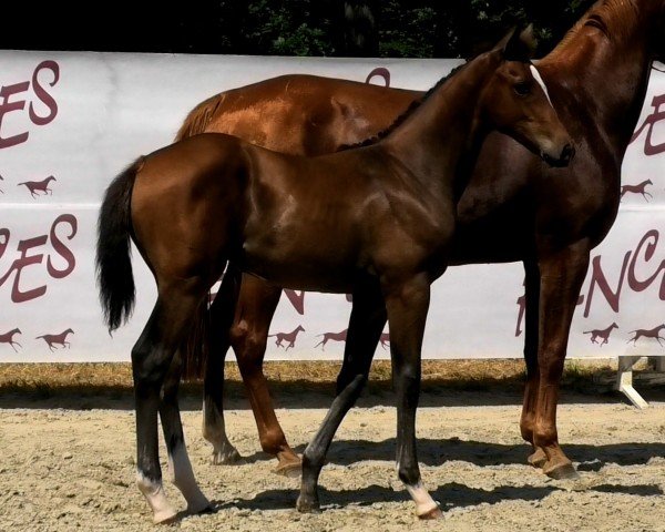 Fohlen von Ornella D'Altenbach (Selle Français, 2024, von Heartbreaker)