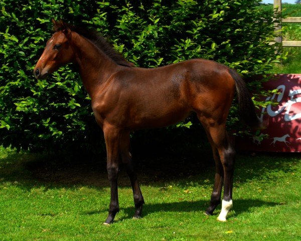 foal by Oscar de Goutte Noire (Selle Français, 2024, from Colestus)