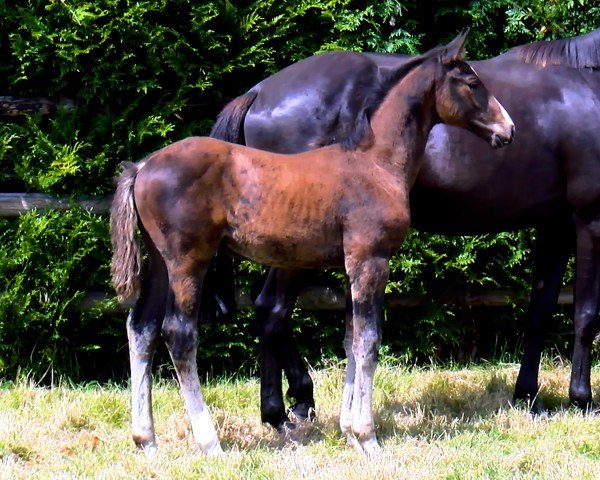 Fohlen Oslo de Kerglenn (Selle Français, 2024, von Diamant de Semilly)