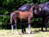 foal Oslo de Kerglenn (Selle Français, 2024, from Diamant de Semilly)