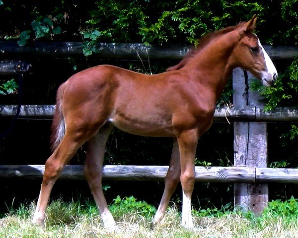 foal Oxford DK (Selle Français, 2024, from Ermitage Kalone)