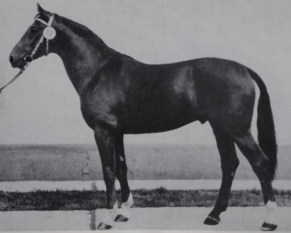 stallion Aduktor II 2666 (Brandenburg, 1977, from Adept 2602)