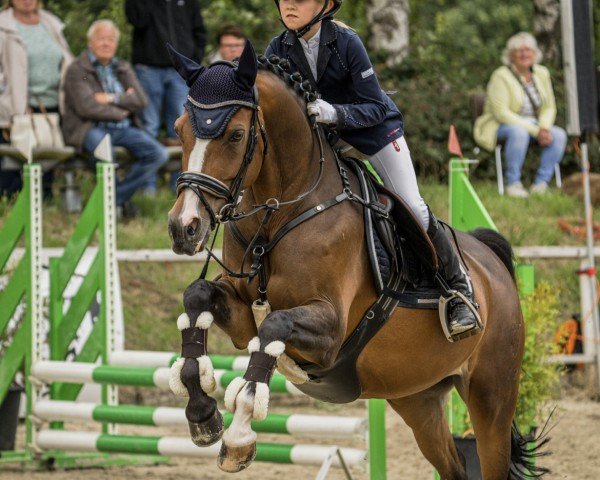 Springpferd My Hetty (Deutsches Reitpony, 2013, von Magic Cornflakes)